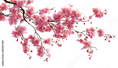 beautiful pink cherry blossoms hanging from the branches against a transparent
