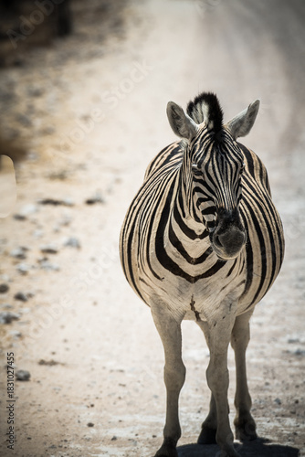 schöner Etosha Nationalpark