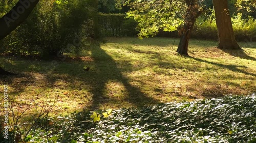 squirrels in an autumn park
