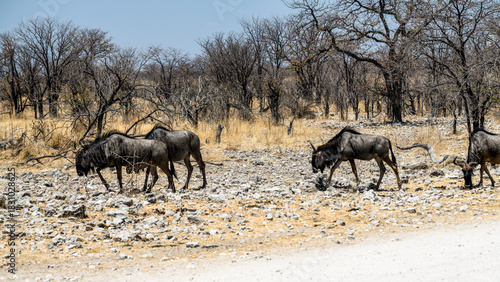 schöner Etosha Nationalpark