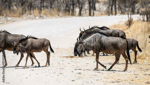 schöner Etosha Nationalpark
