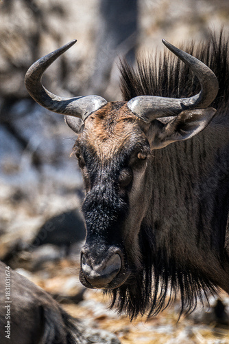 schöner Etosha Nationalpark