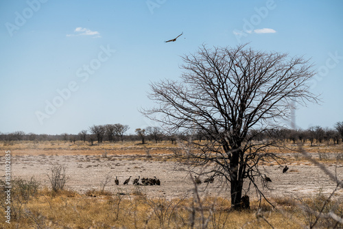 schöner Etosha Nationalpark