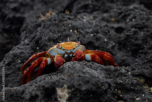 Sally lightfoot crab, Grapsus grapsus in Galapagos
