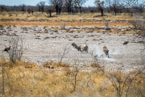 schöner Etosha Nationalpark