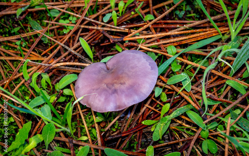 wood blewit mushroom (Lepista nuda) growing in the forest ground