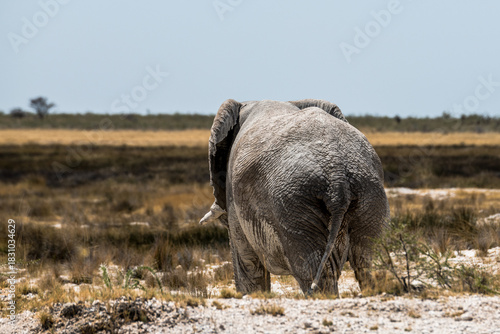 schöner Etosha Nationalpark