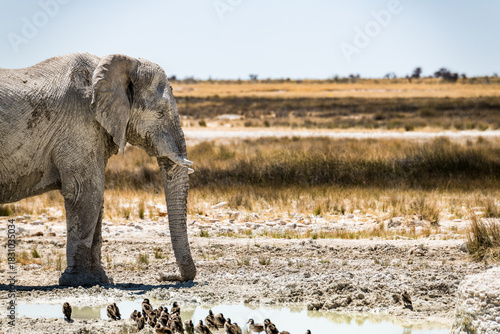 schöner Etosha Nationalpark