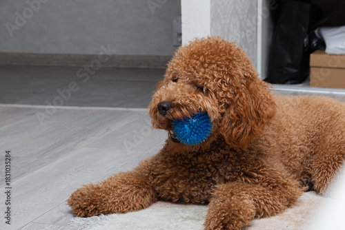 brown poodle chewing on colorful indoor toy, cheerful curlyhaired dog focused on bouncing blue plaything