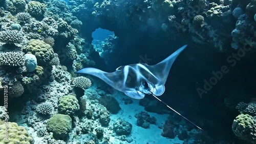 A majestic manta ray glides gracefully over a vibrant, deep-sea coral reef, exploring a submerged archway, perfect for nature documentaries and travel advertisements.