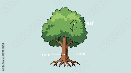 Tree parts diagram