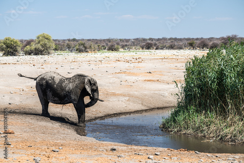 schöner Etosha Nationalpark