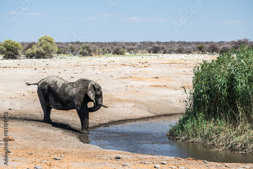 schöner Etosha Nationalpark