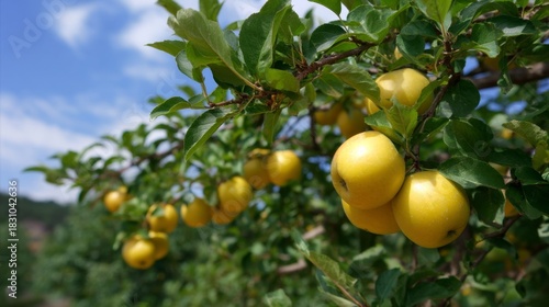 Wallpaper Mural A branch with fresh yellow fruits hangs against a bright blue sky. The leaves glisten with morning dew. This vibrant image captures nature at its best. Perfect for food and lifestyle concepts. AI Torontodigital.ca