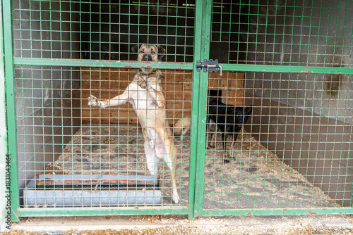 Dogs shelter. Homeless sad dog in an enclosure behind bars. Animal welfare. Pet adoption.