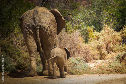 Mother and baby elephant walking