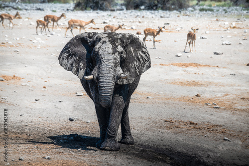 schöner Etosha Nationalpark