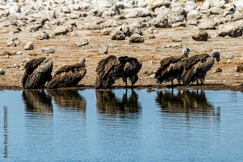 schöner Etosha Nationalpark