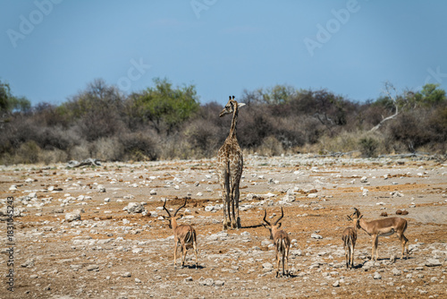 schöner Etosha Nationalpark