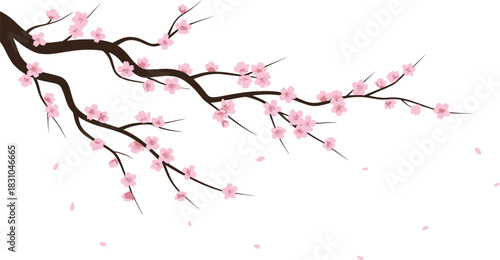 Cherry blossom branch vector illustration with delicate pink sakura flowers and falling petals representing spring nature, floral elegance, and Japanese seasonal design