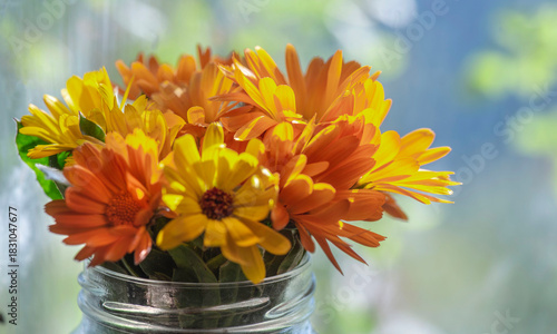 closeup on beautiful marigold officinal flowers with bright colors orange and...