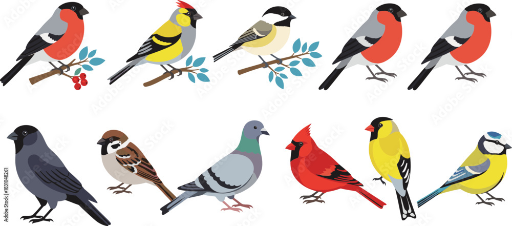 Fototapeta premium Colorful garden and songbird illustration set featuring perched birds, branches, berries, forest wildlife species, and cute flat vector animal designs
