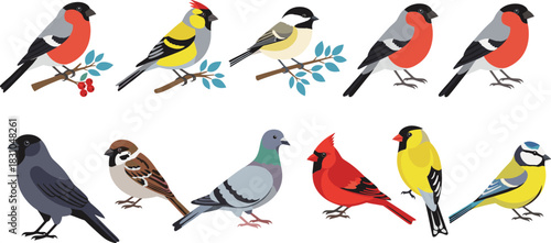 Colorful garden and songbird illustration set featuring perched birds, branches, berries, forest wildlife species, and cute flat vector animal designs