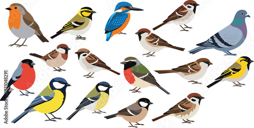 Colorful garden and forest bird illustration set featuring songbirds, sparrows, finches, pigeon, and kingfisher in clean flat vector cartoon style