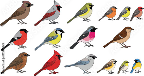 Colorful songbird species illustration set featuring finches, cardinals, sparrows, tits, and thrush birds in flat vector wildlife cartoon style