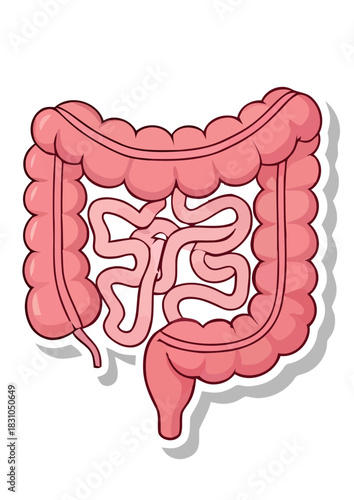 Vibrant and simplified anatomical illustration of the human digestive system, highlighting the intestines and colon for health, education, and biological science concepts