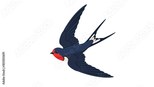 Barn swallow with dark blue body red throat and forked tail in flight