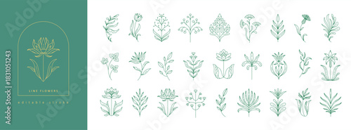 Set of boho simple geometric branch and flowers. Botanic design elements in wavy and vintage style. Leaves and branches print for logo, social media or packaging