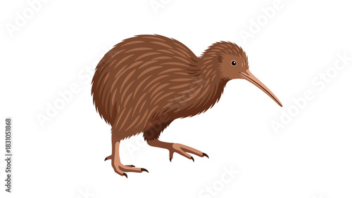 Brown kiwi bird with long beak standing on white background