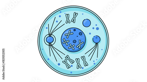 Cartoon cell showing chromosomes and spindle fibers during mitosis