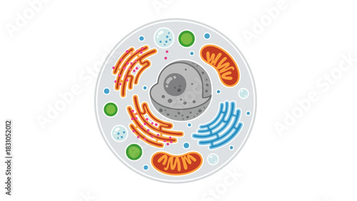 Cartoon depiction of an animal cell showing nucleus mitochondria ER and Golgi apparatus