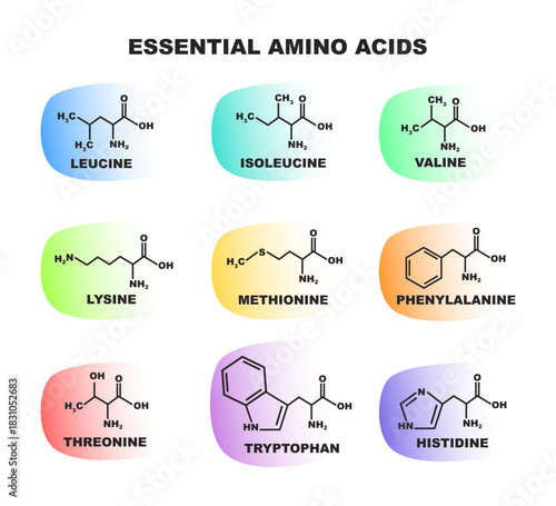 Educational colorful set of illustrations – 9 essential amino acids with molecular structures and functions. ideal for science, nutrition, biology, health focused on protein synthesis and metabolism.