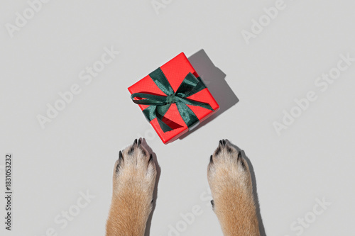 Dog paws look up at a small red gift box with a green ribbon on a minimalist gray background.