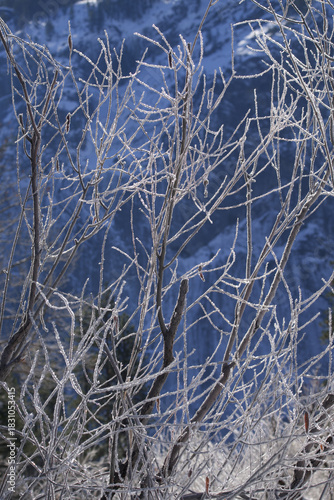Wallpaper Mural Branches of a tree covered with a hoarfrost Torontodigital.ca