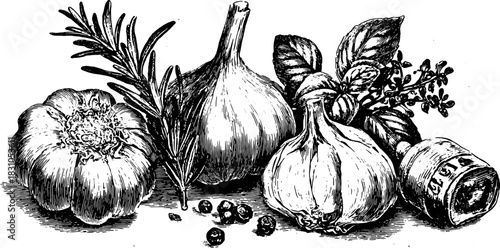 Vintage illustration of garlic, onion, basil, and rosemary. This botanical design is ideal for kitchen or cooking-themed vector artwork.