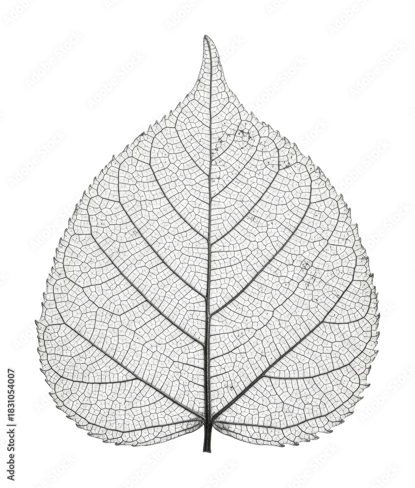 Obraz premium Delicate leaf skeleton design nature botanical isolated on transparent background
