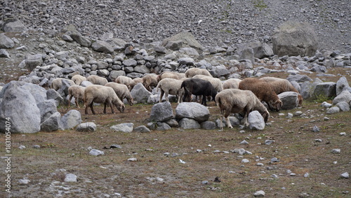 Group of sheep grazing on rocky terrain with various colored wool coats in a mountainous setting, flock concept.