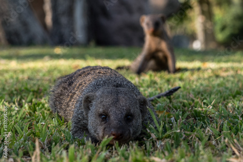 schöner Etosha Nationalpark