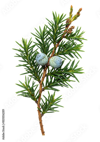 Macro photograph of a vibrant emerald red cedar (juniperus virginiana) branch with sharp, bluish needles and blue berries, pristine against a white void backdrop. Minimalist christmas decor concept