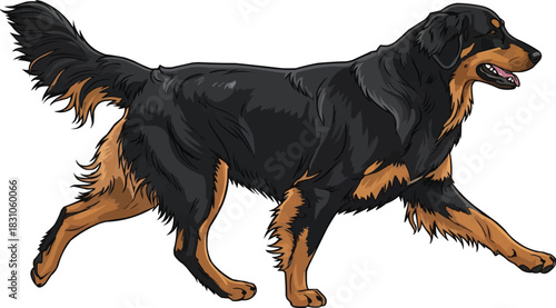 Hovawart dog walking motion trotting gait movement