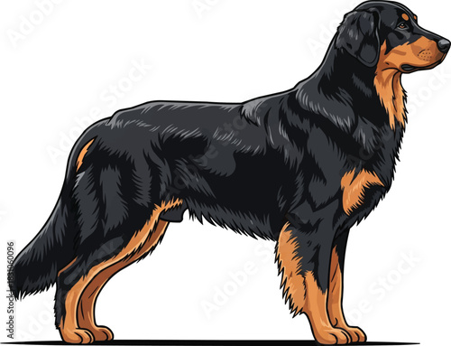 Hovawart dog standing side profile view vector illustration