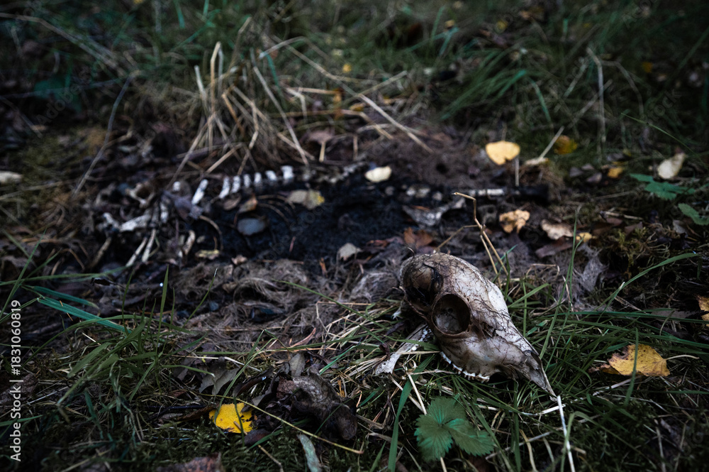 Obraz premium Totes fasst verwestes Tier im Wald. Skelett. Leiche