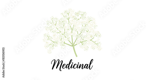 Minimalist Hand Drawn Elderflower Plant Illustration with Medicinal Text Concept