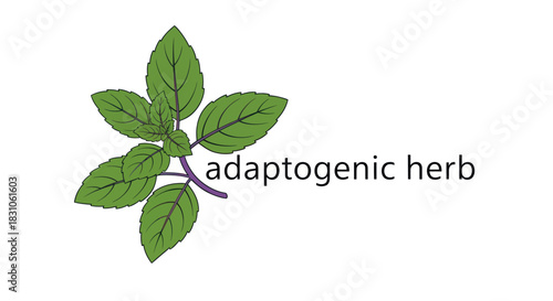 Vibrant Adaptogenic Herb Plant Illustration with Green Leaves and Purple Stem on White Background