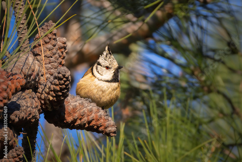 Crested Tit perched on a branch in the morning light