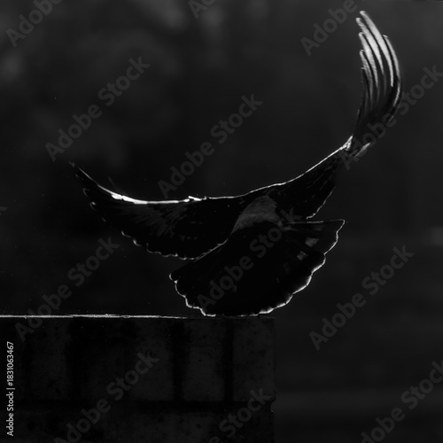 silhouette of a pigeon against the light in black and white